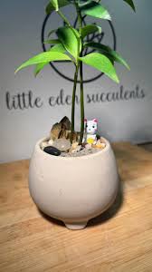 Image result for Nageia nagi