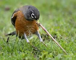 For example, american robins do not eat a lot of worms themselves. They Say The Early Bird Gets The Worm But Have You Thought About The Early Worm That Got Eaten Up First Quora
