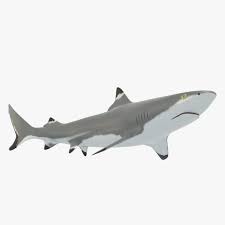Blacktip Reef Shark 3d Model Shark Max C4d Obj 3ds Fbx Lwo Stl Reef Shark Shark Reef