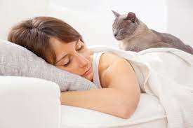 Why Does My Cat Sleep On Me Healthy Paws