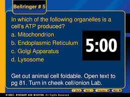 Animal cells have all of the following organelles except. Chapter 4 Cell Structure And Function Ppt Download