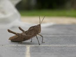 Crickets are orthopteran insects which are related to bush crickets, and, more distantly, to grasshoppers. Cricket Animal Fauna Big Brown Saltamontes Grillo Caracas Venezuela Pikist