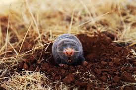 Control them humanely by eliminating their food source, spraying with liquid repellents, scattering repellent granules, using barriers and/or digging trenches lined with wire mesh or hardware. How To Control Moles In Your Yard Amco Ranger Termite Pest Solutions Amco Ranger