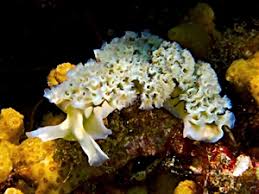 Image result for Isoglossa membranacea