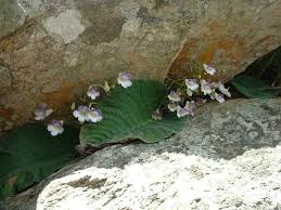 Image result for Streptocarpus solenanthus × eylesii
