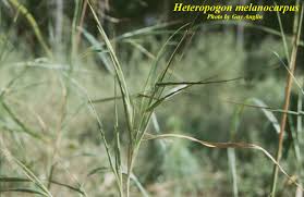 Image result for Heteropogon