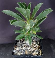 Image result for Pachypodium saundersii
