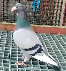 Pin By Pigeons On Racing Pigeons Pigeon Pictures Pigeon Breeds Racing Pigeons