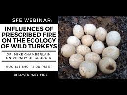 Wild turkeys are more active, but using this information a 10 pound wild turkey would require about 136 grams (0.30 pounds) and a 20 pound gobbler would require 272 grams (0.60 pounds) a day. Sfe Webinar Influence Of Prescribed Fire On The Ecology Of Wild Turkeys Youtube