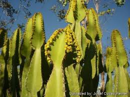 Image result for Euphorbia cooperi