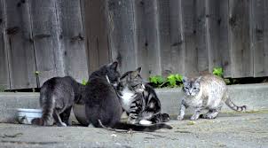 You'll need to take the cat out as soon as you wake up, after each feeding, and before you go to sleep to give your cat ample opportunities to go outside. Are People Who Feed Stray Cats Helping Or Hurting