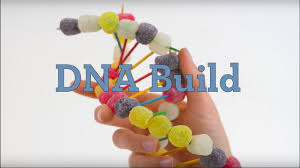 Modellino dna liceo lorenzo federici. Dna Build Youtube