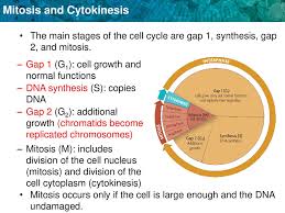 All preparations for division must be completed during g2. B 2 6 Summarize The Characteristics Of The Cell Cycle Interphase Called G1 S G2 The Phases Of Mitosis Called Prophase Metaphase Anaphase And Ppt Download