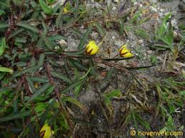 Image result for Chamaecrista mimosoides