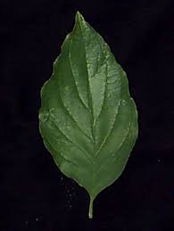 Maybe you would like to learn more about one of these? Identifying Dogwood Trees 5 Steps Instructables