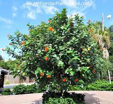 Image result for Geigeria brevifolia