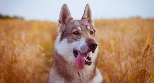 The cost of a wolf dog is high for many reasons that should be carefully. Czechoslovakian Wolfdog Breed Information Center