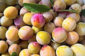 Small round yellow fruit with yellow red dots. Yellow Plums Fruits Stone Fruit Mirabelle Plum Tree Garden Harvest Yellow Fruit Sweet Juicy Delicious Aromatic Pikist