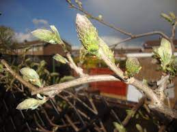 Are These Wisteria Flower Buds Or Am I Going To Be Disappointed Again This Grows On You