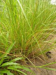 Image result for Sporobolus africanus