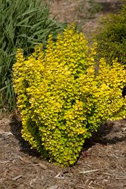 Tall and slender, it matures into a vertical. Sunjoy Gold Pillar Barberry Pahl S Market Apple Valley Mn