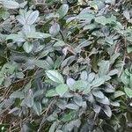 Image result for Elaeodendron croceum