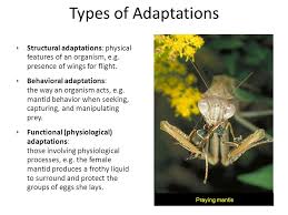 A camel can go a week or more without water , and they can last for several months. Adaptations An Adaptation Or Adaptive Feature Is An Inherited Feature Of An Organism That Enables It To Survive And Reproduce In Its Habitat Adaptations Ppt Video Online Download