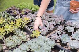 Check spelling or type a new query. Cal Poly To Host Succulent Plant Sale Oct 19 And 20 College Of Agriculture Food And Environmental Sciences Cal Poly San Luis Obispo