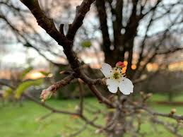 Maybe you would like to learn more about one of these? Clematis Cottage Nursery Home Facebook