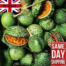 Image result for Voacanga africana