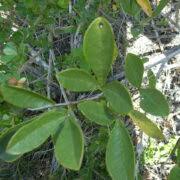 Image result for Searsia rogersii