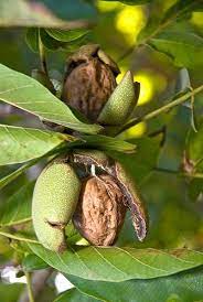 Walnuts Growing On Walnut Tree Healthy Nuts Walnuts Fruits And Veggies