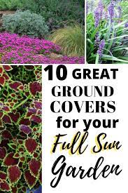Great Groundcovers For Full Sun Landscapes Full Great Groundcovers Landscapes Sun Full Sun Landscaping Full Sun Garden Ground Cover Plants