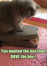 The 35 best funny christmas quotes of all time; 32 Best Funny Animal Pictures Quoteshumor Com