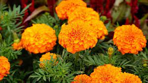 Bunga marigold merupakan salah satu jenis bunga yang populer di tanam di bali, karena bunga ini menjadi salah satu pelengkap dan sebagai sarana untuk berbagai upcara keagamaan umat hindu di. Cara Menanam Bunga Tahi Ayam Dan Perawatannya Agar Tumbuh Merekah Ilmubudidaya Com