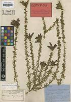 Image result for Adenocarpus mannii