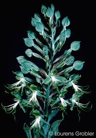 Image result for Bonatea