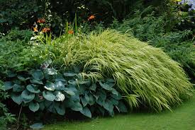 Graser Spielen Auch Im Garten Von Beth Chatto Eine Grosse Rolle Sie Finden Im Kiesgarten Ebenso Verwendung Wie Im Garten Pflanzen Garten Pflegeleichter Garten