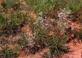 Image result for Polycarpaea corymbosa