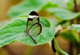 Glasswing Butterfly Is Capable Of 8mph As Its Top Speed