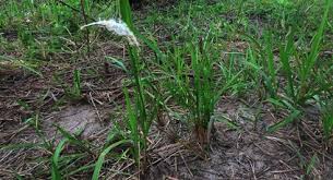 Image result for Pycreus mundtii