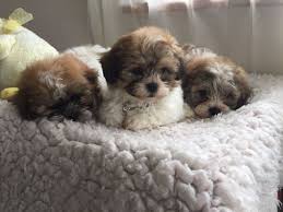 This shih tzu doesn't care how small he is! Shichon Zuchon Shih Tzu Bichon Mix Dog Breed Info Temperament Pictures
