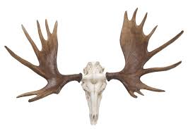 Moose Skull Wall Decor Urban Barn Selling moose antler turned items.