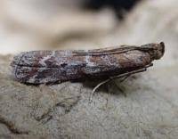 Image result for Delplanqueia inscriptella