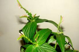 Image result for Spigelia anthelmia