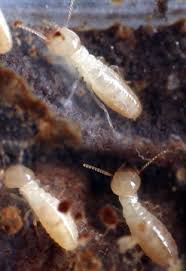 However, drywood termites tend to cause more damage to your walls at a faster rate. Drywood Termite Treatment Get Rid Of Drywood Termites