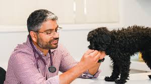 Visit southside pet clinic in southside, al and save 25% on your vet bill with a pet plan by pet southside pet clinic. Coronavirus Qld How To Take Care Of Pets During Pandemic The Courier Mail
