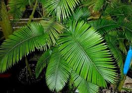 8 Macam Dan Jenis Jenis Palem Rumpun Yang Eksklusif Niadinet Tanaman Tanaman Indoor Daun