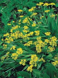 We did not find results for: Bulbs For Summer And Fall Finegardening