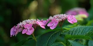 Image result for Hydrangea macrophylla